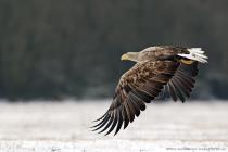 Seeadler